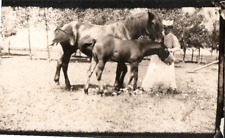 Antique RPPC Horse & Nurse, Foal, Rough Rider, Lot of 3 Real Photo Postcard 2272 picture