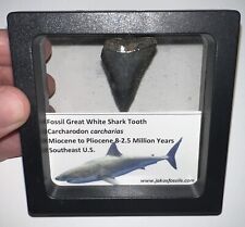 Framed Fossil GREAT WHITE SHARK TOOTH Lot Megalodon Era ONE PER ORDER picture