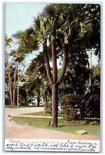 1908 A Three Branch Palmetto Tree Daytona Florida FL Antique Posted Postcard picture
