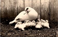 RPPC Mother Muscoby Duck With Ducklings, Vintage Unposted picture