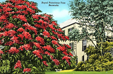 1930s BERMUDA ROYAL POINCIANA TREE FLORAL ESTATE YANKEE STORE POSTCARD P57 picture