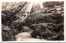 RPPC Fern Dell, Griffith Park, Hollywood, California - c1940s Brookwell Postcard picture