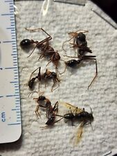 RARE Formicidae Mixed Australian Ant specimens from Australia Entomology Insect picture