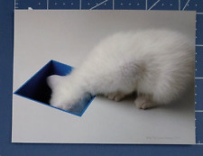 Postcard White Kitty Explores A Blue Square Hole 5.5