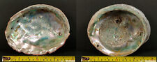 Two Beautiful Large California Red Abalone Shells picture