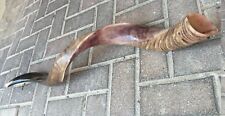Yemenite Kudu Shofar Horn Half Polished Natural 42-44 Inch Jumbo Size picture