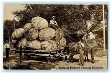 1910 Exaggerated Horse Wagon Giant Cabbage Pierce Colorado RPPC Photo Postcard picture