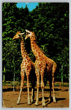 Catskill Game Farm New York NY Nubian Giraffe Zoo Animals 1957 Postcard picture