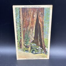 Vintage Postcard Redwood Highway Shrine Tree Old Car Unposted picture