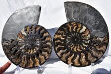 Large Split Ammonite PAIR Deep Crystals XXXL Fossil 9.7