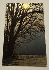 Postcard Winter Scene Snow Covered Ground Trees Sunshine Vintage Divided Back picture