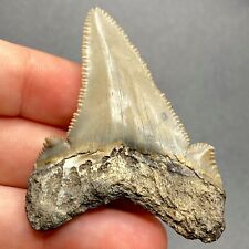 Stunning Angustidens Shark Tooth Fossil Sharks Teeth South Carolina picture
