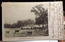 CHILE'S VALLEY, NAPA COUNTY, CALIFORNIA, Post Card 1906 Dairy Scene, Cows picture