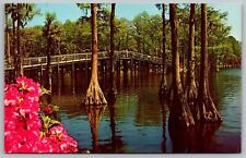 Greenfield Gardens Bridge Wilmington North Carolina Cypress Trees VNG Postcard picture
