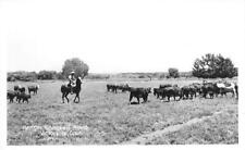 RPPC KEMPER CAMPBELL RANCH Victorville, CA Cowboy Cattle c1950s Vintage Postcard picture