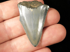 ANCESTRAL Great White SHARK Tooth Fossil SERRATED 100% Natural 9.0gr picture
