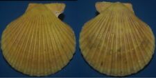 Tonyshells Seashells Mimachlamys gloriosa GLORY SCALLOP 81.5mm F+++ picture