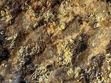 Premium Gold Ore in Quartz - Rich in Precious Metals picture
