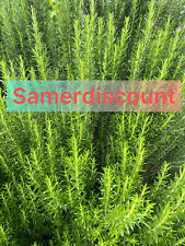 One Pound Fresh Rosemary Clippings, sprigs, cuttings - fresh herbs freshly cut picture