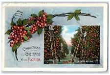 1921 Christmas Greetings From Florida Orange Picking Clearwater Florida Postcard picture