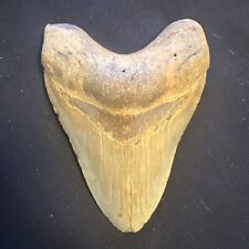 4.68 INCH REAL MEGALODON SHARK TOOTH FOSSIL GIANT  PREHISTORIC MEG TEETH #0063 picture