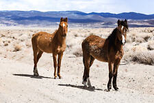 K. Mullen : Two Wild Horses : Rustic : Archival Quality Matte Print picture