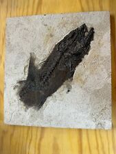 Rare 14inch Mioplosus Kemmerer, WY With Tail Folded Over Itself. picture