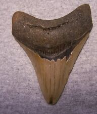 MEGALODON Shark Tooth 3 5/8