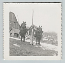 Photo 3x3 B&W Man Holding Reigns of Pair of Work Horses Barn Buildings Snow picture
