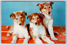 c1960s Border Collie Puppies Three Cute Adorable Vintage Postcard picture