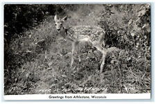 c1950's Deer in the Northwoods Greetings from Athlestane WI Vintage Postcard picture