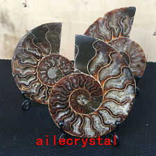 1pc Large Natural Ammonite Fossil Sea Conch Crystal Specimen Slice random picture