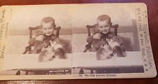 Stereogram Stereoview Little Boy Kittens Kitty Cat 1897 Ingersoll picture