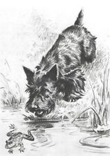 Scottish Terrier 
