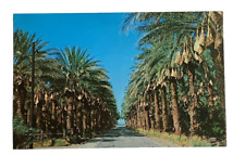 Date Harvest Time Los Angeles California CA Postcard Unposted picture