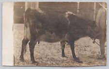 c1904 Very Old RPPC - AZO Stamp Box - Man With Milk Cow - B2 picture
