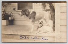 RPPC Cute Lion Collie Dog Castor And Spunkie Porch Puppies  Postcard S27 picture