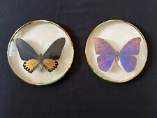 2 vintage Butterflies domed glass frame Morpho anaxibia & Ornithoptera cerberus picture