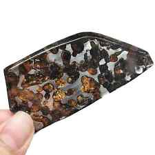 25.6G SERICHO Pallasite olive meteorite slices - from Kenya TA468 picture