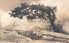 RPPC Scenic View Wind Blown Sentinel, Jeffrey Pine Tree, Real Photo Postcard  picture