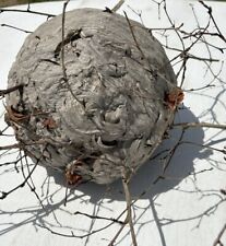 Lg Natural Paper Wasp Bee Hornet Hive Nest Branch Arts Wild Crafts Decor Cabin picture