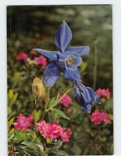 Postcard Alpine Columbine picture