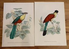 VINTAGE SET OF 2 HIGH-QUALITY PARROT ART PRINTS--BIRDS--MUSOPHAGA-- 25