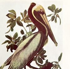 Brown Pelican Bird Lithograph 1950 Audubon Antique Art Print DWP6D picture