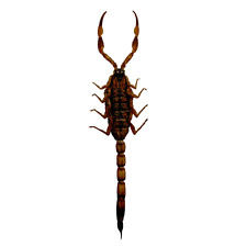 Manchurian Scorpion (Mesobuthus martensii, Buthus) Entomology Collector Specimen picture