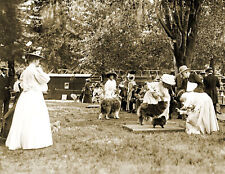 1908 Judging Chows & Pomeranians, Dog Show Vintage Old Photo 8.5