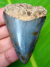 GREAT WHITE SHARK TOOTH - 2.07