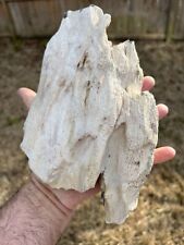 Rare Texas Live Oak Petrified Wood Natural Tree Fossil Beaumont Geo. Formation picture