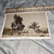 Antique Cabinet Card: Australian Eucalyptus in Nice Quai Massena France Masséna picture