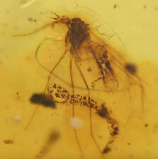 Bittacidae (Hanging Fly), Fossil insect inclusion in Burmese Amber picture